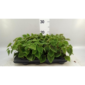 Pilea mollis 'Moon Valley'