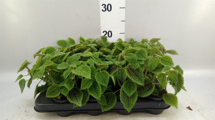 <h4>Pilea mollis 'Moon Valley'</h4>