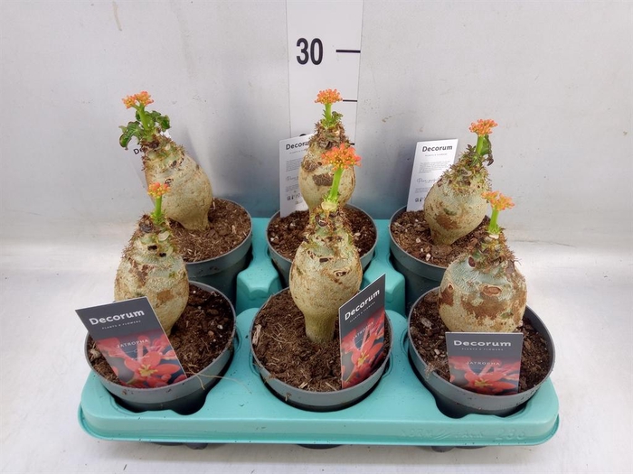 <h4>Jatropha podagrica</h4>