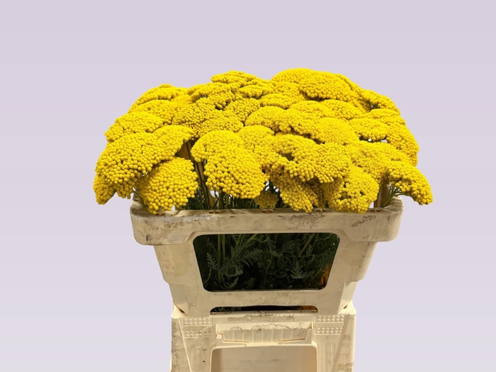 <h4>ACHIL F PARK VARIETY</h4>