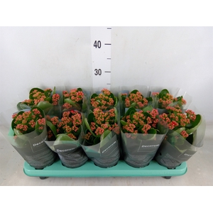 Kalanchoe blos. 'Secret'