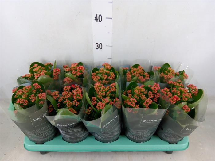<h4>Kalanchoe blos. 'Secret'</h4>