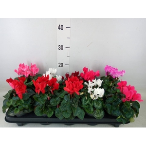 Cyclamen KL 'Verano'