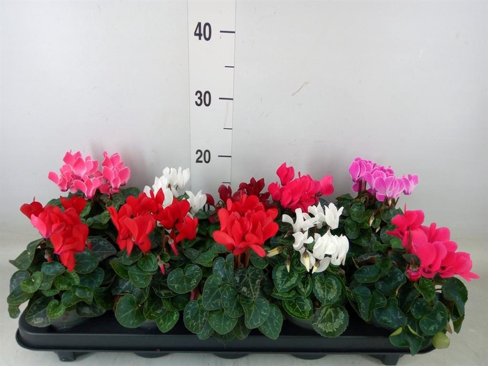 <h4>Cyclamen KL 'Verano'</h4>