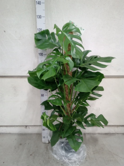 <h4>Monstera pertusum</h4>