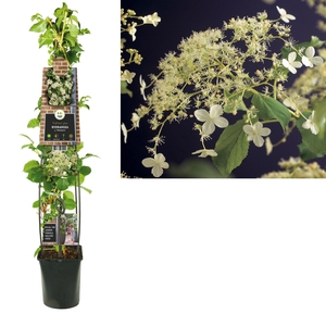 Hydrangea a. 'Petiolaris' +3.0 label