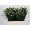 Aster White Gypsy