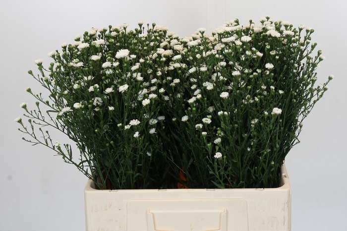 <h4>Aster White Gypsy</h4>