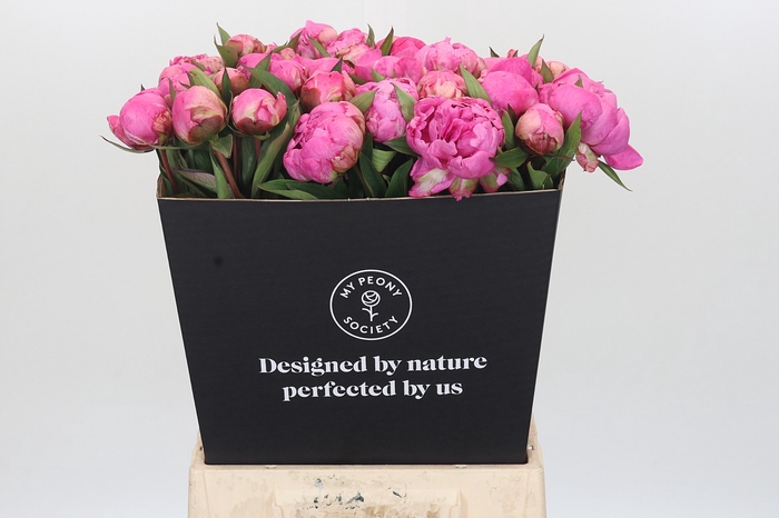 <h4>Paeonia Dr A Fleming</h4>