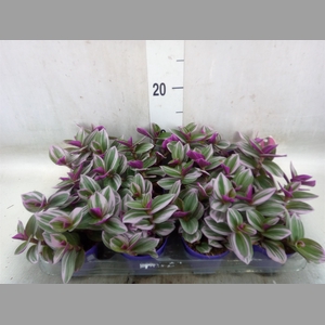 Tradescantia albif. 'Nanouk'