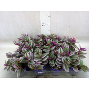 Tradescantia albif. 'Nanouk'