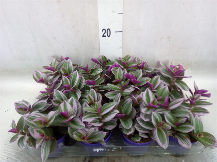 <h4>Tradescantia albif. 'Nanouk'</h4>