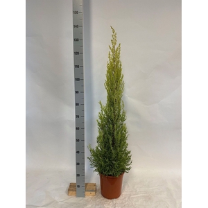 Cupressus macro. 'Goldcrest Wilma'
