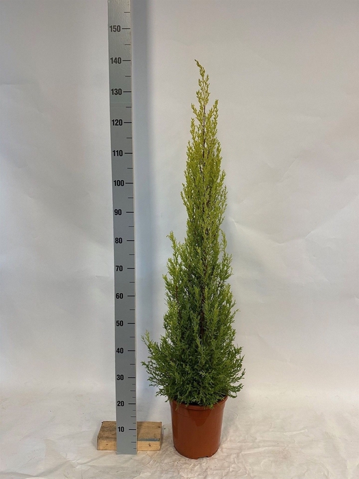 <h4>Cupressus macro. 'Goldcrest Wilma'</h4>