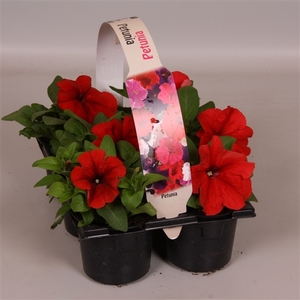 Petunia rood 6p