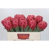 Protea Venus