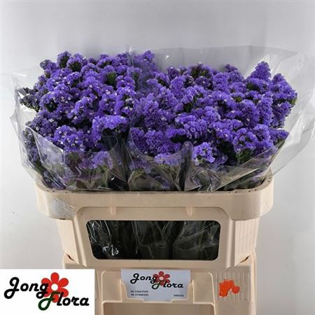 <h4>Lim S Pippa Wings</h4>