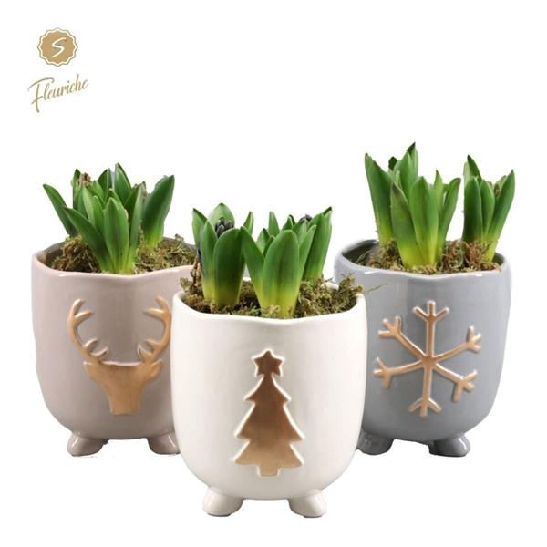 <h4>(3342) Hyacint Cozy Winter [L] 3PP Mos</h4>