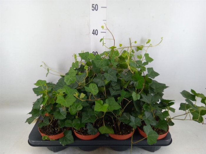 <h4>Hedera hibernica</h4>