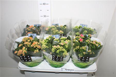 <h4>Kal Ge Gem 4 Kl</h4>