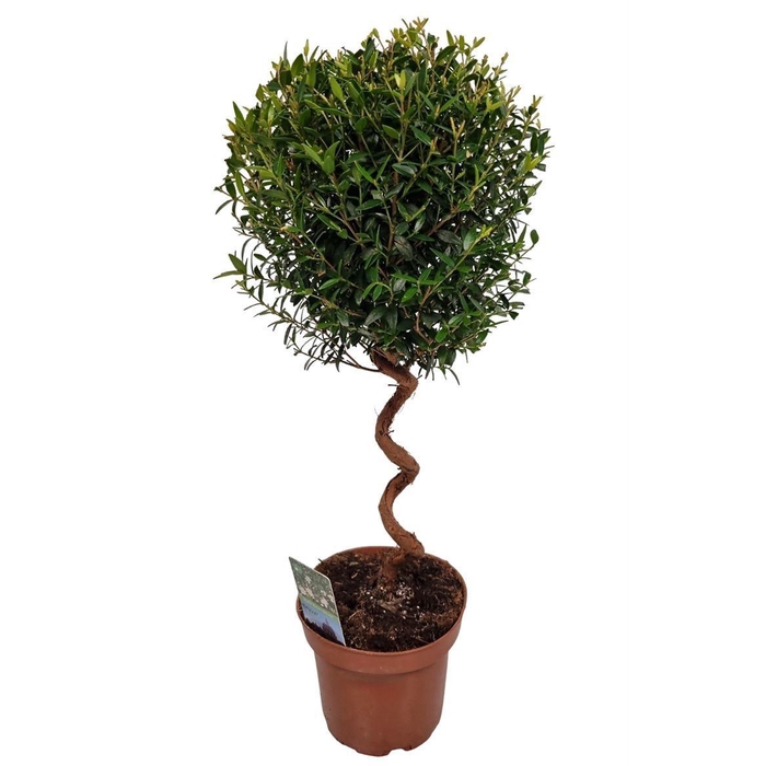 <h4>MYRTUS COM</h4>