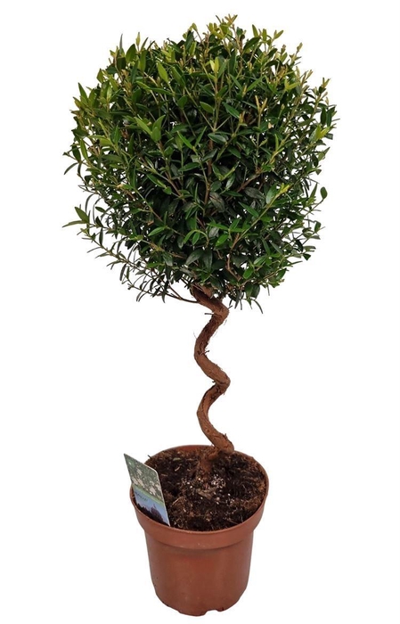 MYRTUS COM