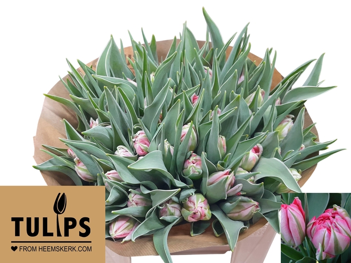 <h4>TU DU FLASH POINT</h4>