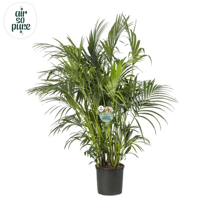 <h4>KENTIA - P34 H180 - 15PP - Air So Pure (Howea forsteriana)</h4>
