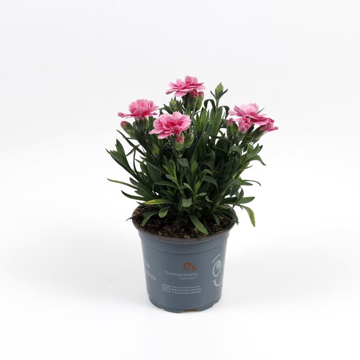 <h4>DIANTHUS CARYOPHYLLUS</h4>