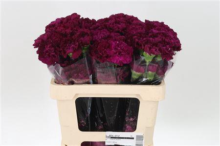 <h4>Di St Golem</h4>