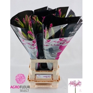 AMA BD APHRODITE