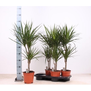 DRA MARGINATA