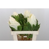 Protea Cyn. Ayoba Arctic Ice