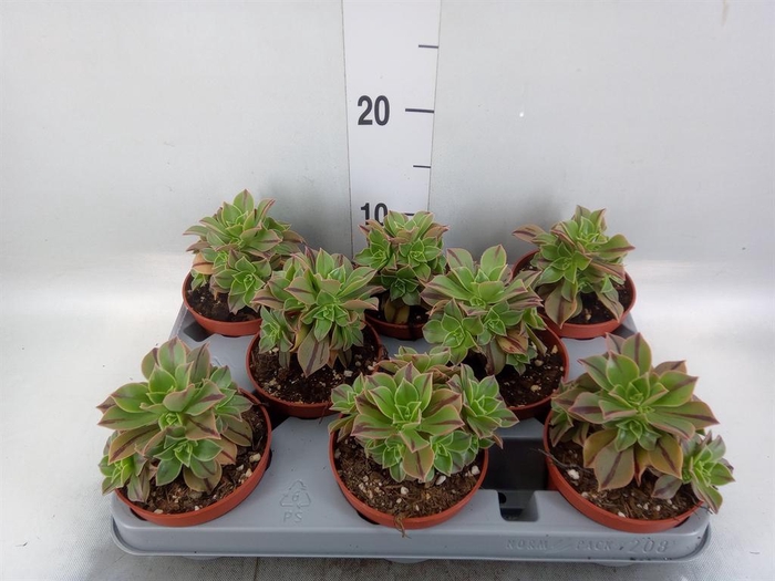 <h4>Aeonium   ...</h4>