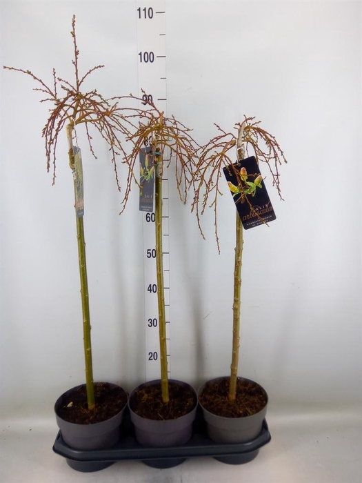 <h4>Salix arbuscula</h4>