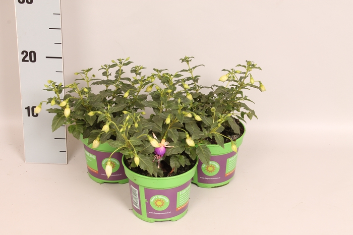 <h4>Fuchsia bella Nora</h4>