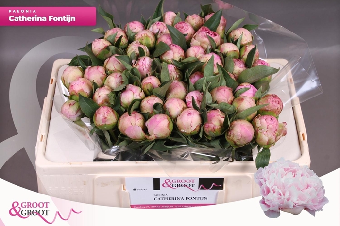 <h4>PAEO L CATH FONTIJN</h4>