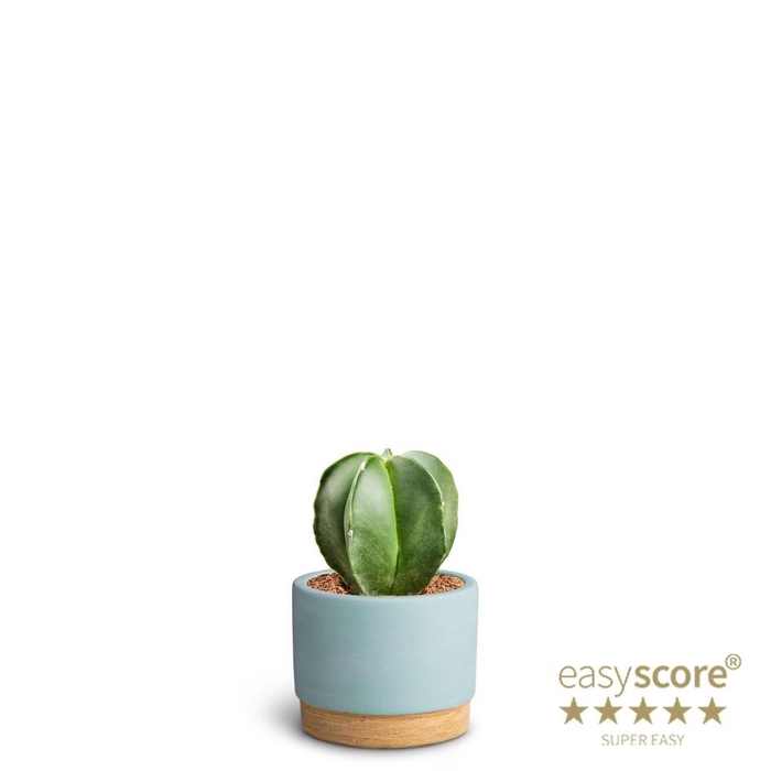 <h4>ASTROPHYTYM MYRIOSTIGMA</h4>