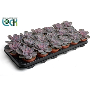 Echeveria Perle von Nurnberg