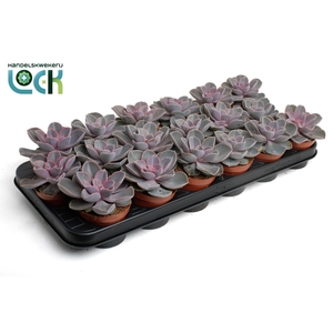 Echeveria Perle von Nurnberg