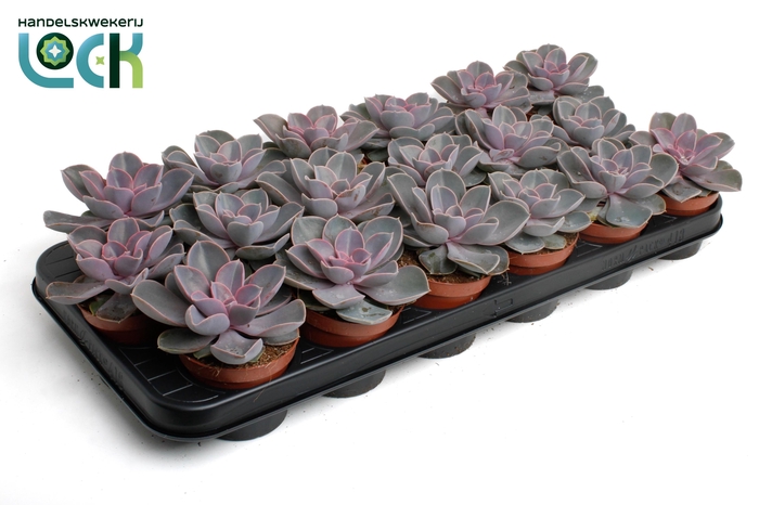 <h4>Echeveria Perle von Nurnberg</h4>