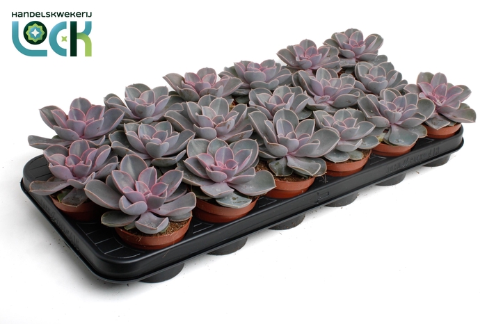 <h4>Echeveria Perle von Nurnberg</h4>