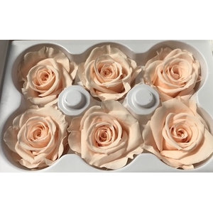 Roos Ines Almond Cream
