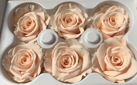 Roos Ines Almond Cream
