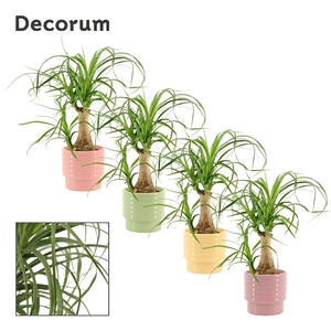 Beaucarnea recht 9 cm in Naemi (Tasty bubble-collection)