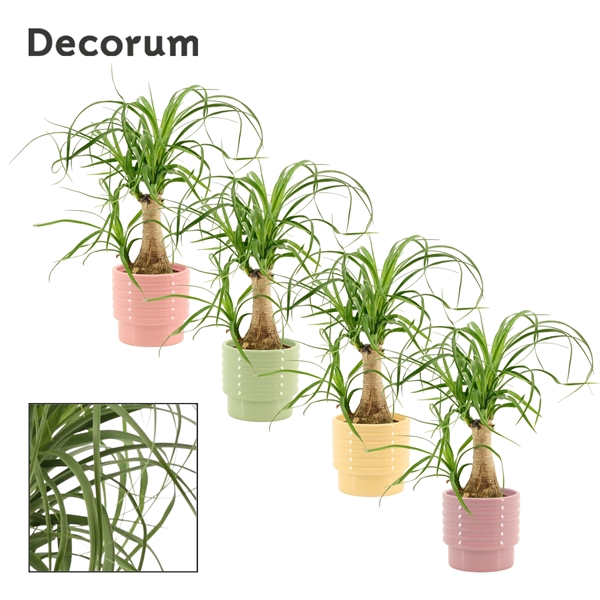 <h4>Beaucarnea recht 9 cm in Naemi (Tasty bubble-collection)</h4>