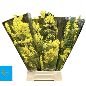ACACIA BAILEYA BL BS