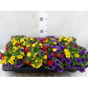 Calibrachoa  'Cabaret MM Tropican'