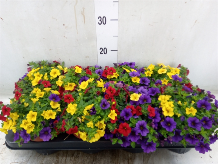 <h4>Calibrachoa  'Cabaret MM Tropican'</h4>