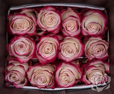 <h4>R Gr Sweetness</h4>